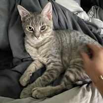 Thumbnail photo of Blossom #1