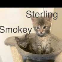 adopt-pet