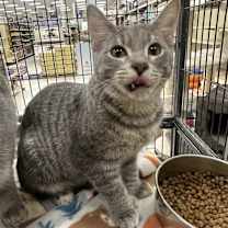 adopt-pet