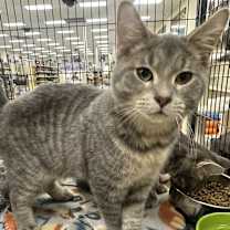 adopt-pet