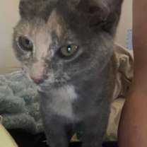 adopt-pet