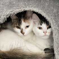 Thumbnail photo of Callie CR #3