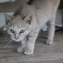adopt-pet