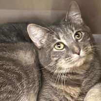 Thumbnail photo of Ash #1