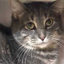 Thumbnail photo of Ash #2