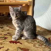 Thumbnail photo of Ash #3