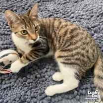 Thumbnail photo of Super Girl #1