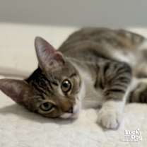 Thumbnail photo of Super Girl #2