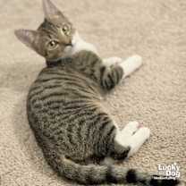 Thumbnail photo of Super Girl #3