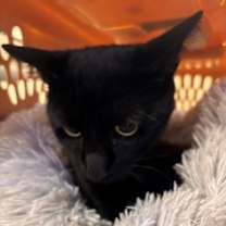 Thumbnail photo of 182299 #2