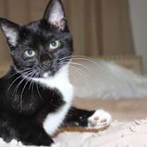 Thumbnail photo of Ghost #1