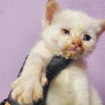 Thumbnail photo of 58711686 #2