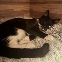 Thumbnail photo of Taco #2