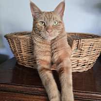 Thumbnail photo of Kalaman #1