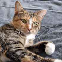 Thumbnail photo of Rose *VIP* #2