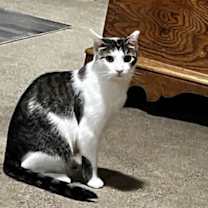 Thumbnail photo of Starfire #3