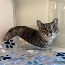 Thumbnail photo of Starla #3