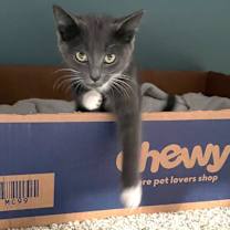 Thumbnail photo of Snickett   (Bonded to Li'mony) #2