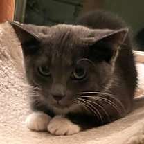 Thumbnail photo of Snickett   (Bonded to Li'mony) #3