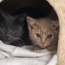 Thumbnail photo of Snickett   (Bonded to Li'mony) #4