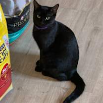 Thumbnail photo of Iris #3