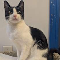 Thumbnail photo of Gemini (very friendly) #1