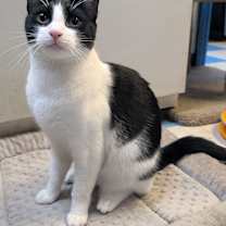 Thumbnail photo of Gemini (very friendly) #2