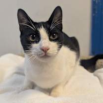 Thumbnail photo of Gemini (very friendly) #3