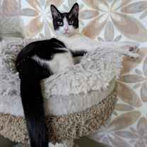 Thumbnail photo of Gemini (very friendly) #4