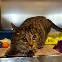 Thumbnail photo of Luna #4