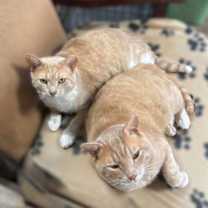 Thumbnail photo of Tank #3