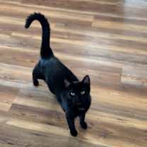 Thumbnail photo of Francis and Opie (bonded) #1