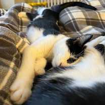 Thumbnail photo of Rye #2