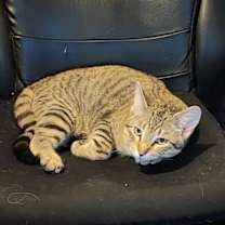 Thumbnail photo of Tabernacle C4656 #2