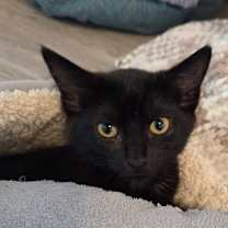 Thumbnail photo of Caraway #1