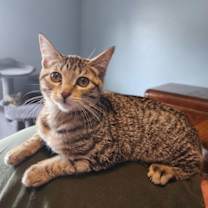 Thumbnail photo of Ragu #1