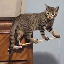 Thumbnail photo of Ragu #2