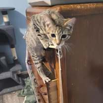 Thumbnail photo of Ragu #3