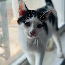 Thumbnail photo of Holstein #2