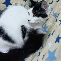 Thumbnail photo of Gordita Crunch #2