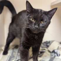 Thumbnail photo of Missy #1