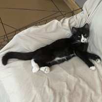 Thumbnail photo of Furvester #2