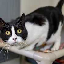 Thumbnail photo of Luna Tula #3