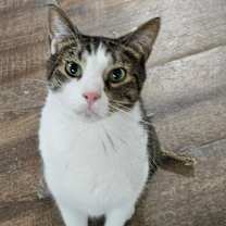 Thumbnail photo of Rubi (Big Chungus) #4