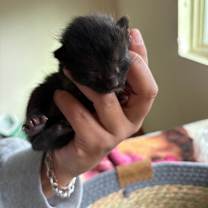 Thumbnail photo of Panther AB #2