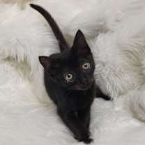 Thumbnail photo of Panther AB #3