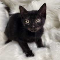 Thumbnail photo of Panther AB #4