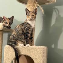 adopt-pet