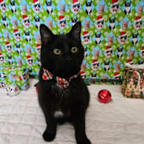 Thumbnail photo of Truffles #3