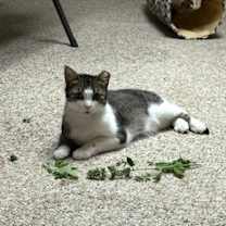 Thumbnail photo of May #2